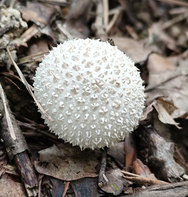 prášnica bradavičnatá Lycoperdon perlatum Pers.