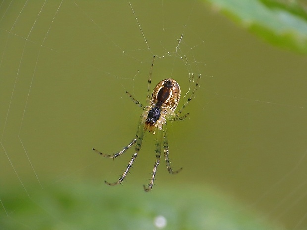 čeľustnatka Metellina sp.