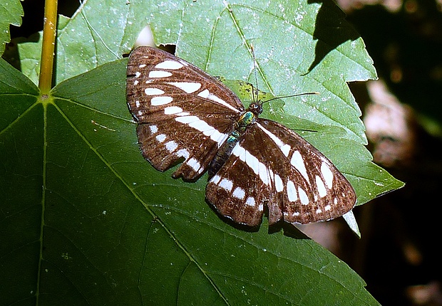 bielopásavec hrachorový Neptis sapho