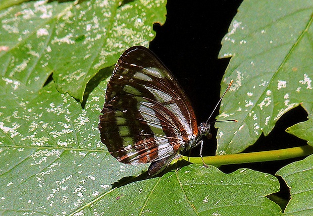 bielopásavec hrachorový Neptis sapho