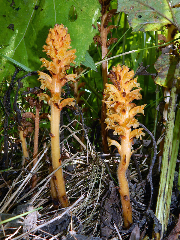 záraza červenožltá Orobanche flava F. W. Schultz