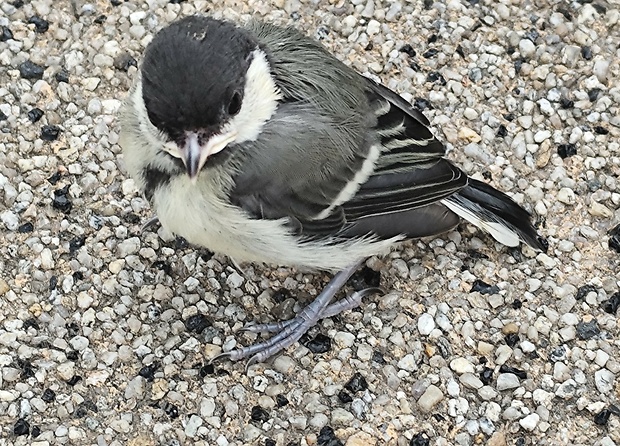 sýkorka bielolíca Parus major