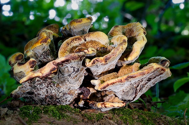 hnedák Schweinitzov Phaeolus schweinitzii (Fr.) Pat.