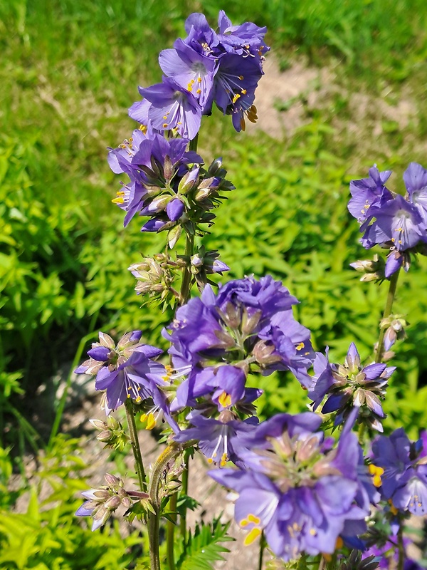 vojnovka belasá Polemonium caeruleum L.