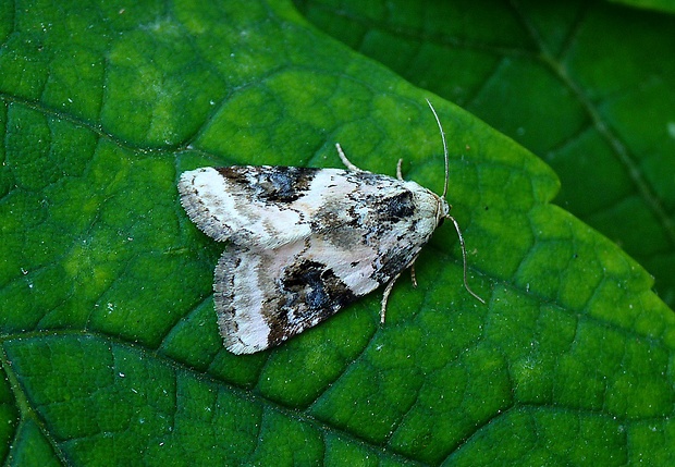 morička jasnobiela Pseudeustrotia candidula