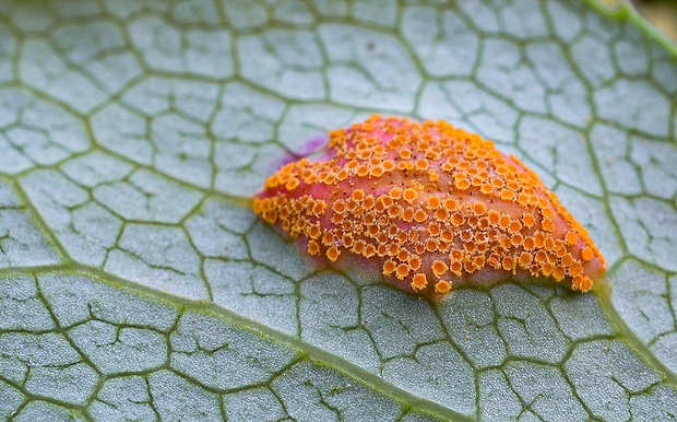 hrdza trávová Puccinia graminis Pers.