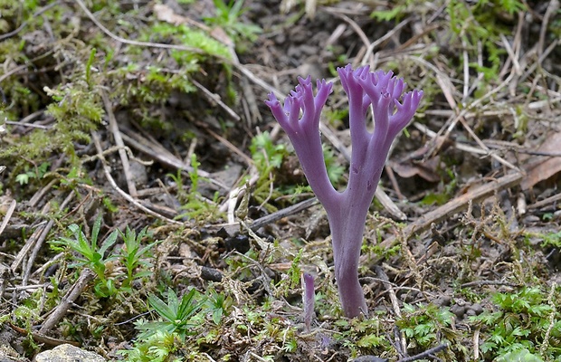 pastrapačka fialová Ramariopsis pulchella (Boud.) Corner