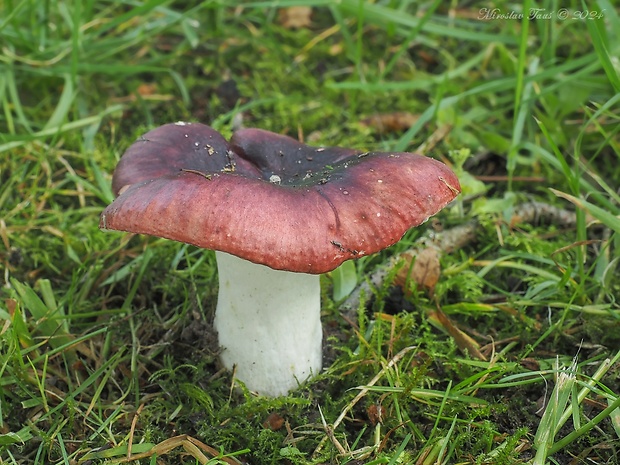 plávka tmavopurpurová Russula atropurpurea (Krombh.) Britzelm.