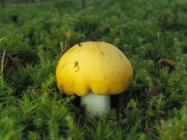 plávka chrómovožltá Russula claroflava Grove