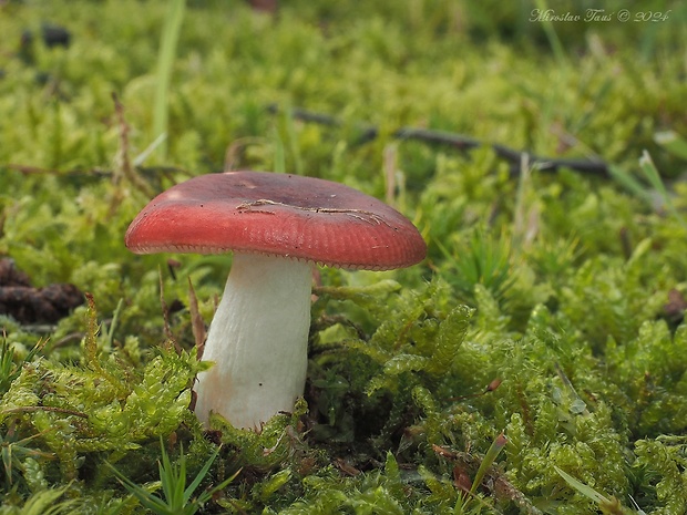 plávka lesklá Russula nitida (Pers.) Fr.