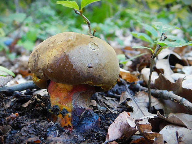 hríb zrnitohlúbikový Sutorius luridiformis (Rostk.) G. Wu & Zhu L. Yang