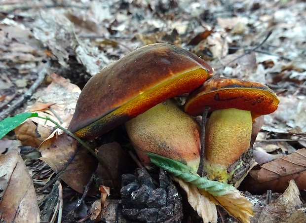 hríb zrnitohlúbikový Sutorius luridiformis (Rostk.) G. Wu & Zhu L. Yang