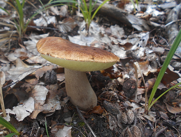 hríb dubový Boletus reticulatus Schaeff.