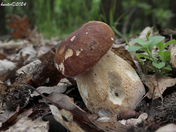 hríb dubový Boletus reticulatus Schaeff.