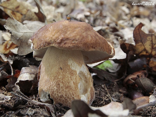 hríb dubový Boletus reticulatus Schaeff.