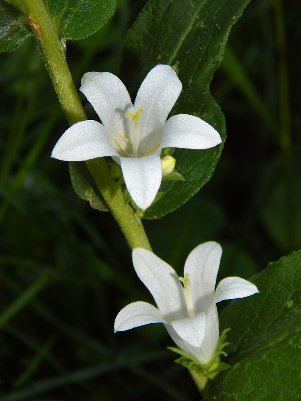 zvonček klbkatý pravý Campanula glomerata subsp. glomerata L.