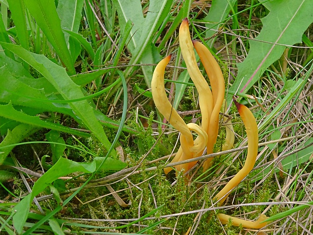 pakonárovka Clavulinopsis sp.