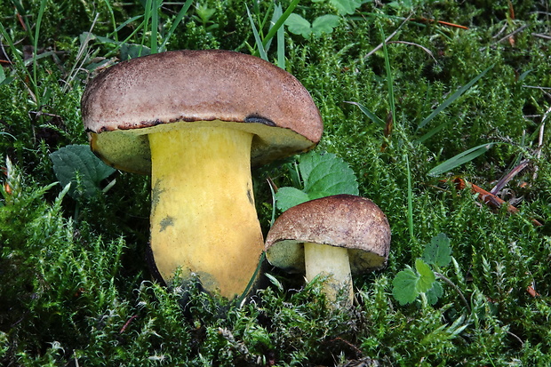 hríb modrejúci Cyanoboletus pulverulentus (Opat.) Gelardi, Vizzini & Simonini