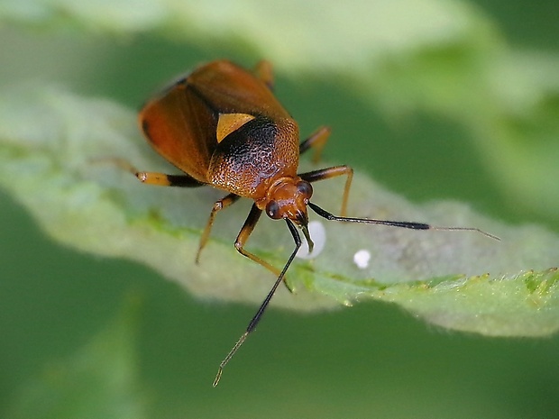 bzdôška premenlivá Deraeocoris ruber