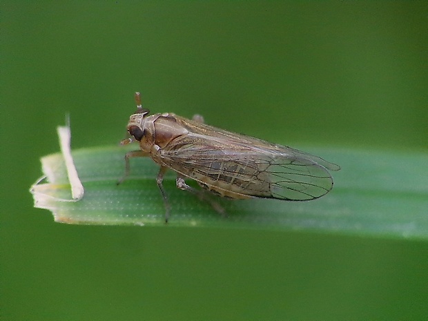 ostrôžka ucholaková Dicranotropis hamata