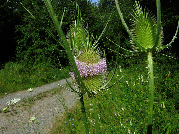 štetka lesná Dipsacus fullonum L.