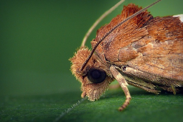 obaľovač hákoškvrnný (sk) / obaleč skobovitý (cz) Epiblema foenella (Linnaeus, 1758)