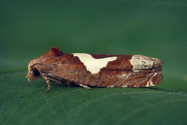 obaľovač hákoškvrnný (sk) / obaleč skobovitý (cz) Epiblema foenella (Linnaeus, 1758)