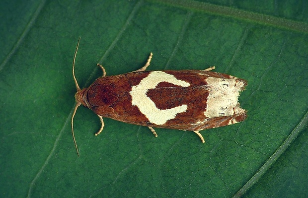 obaľovač hákoškvrnný (sk) / obaleč skobovitý (cz) Epiblema foenella (Linnaeus, 1758)