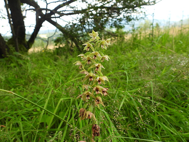 kruštík Epipactis  "sp"