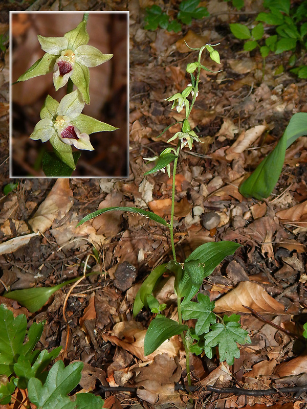 kruštík rožkatý Epipactis muelleri Godfery