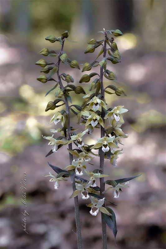 kruštík modrofialový Epipactis purpurata Sm.