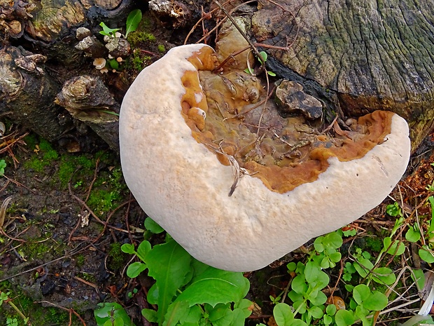 lesklokôrovka tmavá Ganoderma adspersum (Schulzer) Donk