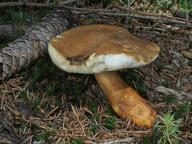 hríbnik gaštanovohnedý Gyroporus castaneus (Bull.) Quél.