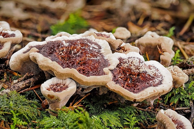 jelenkovka výrastková Hydnellum scrobiculatum (Fr.) P. Karst.