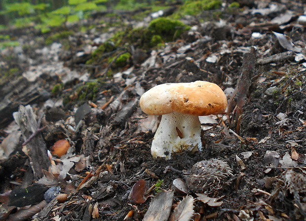 jelenka poprehýbaná Hydnum repandum L.