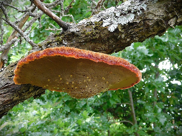 ryšavec srstnatý Inonotus hispidus (Bull.) P. Karst.