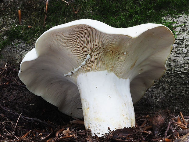 rýdzik korenistý Lactarius piperatus (L.) Pers.