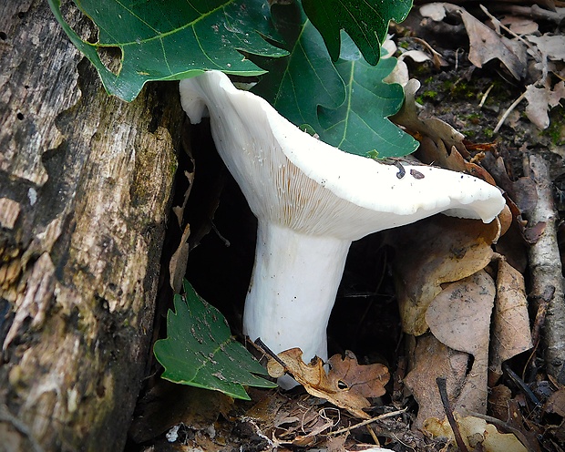 rýdzik korenistý Lactarius piperatus (L.) Pers.