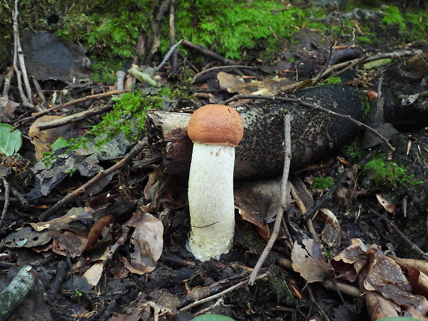 kozák osikový Leccinum albostipitatum den Bakker & Noordel.