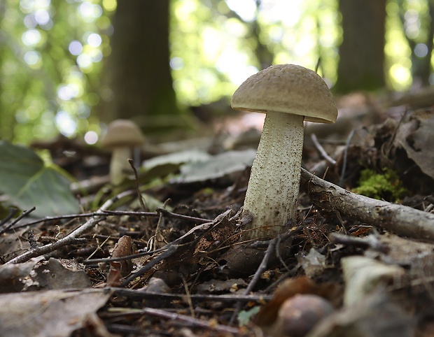 kozák hrabový Leccinum pseudoscabrum (Kallenb.) Šutara