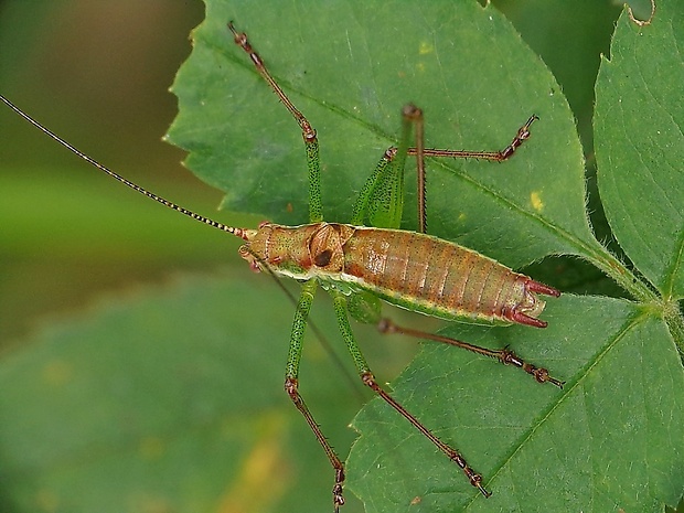 kobylka bielopása ♂ Leptophyes albovittata (Kollar, 1833)