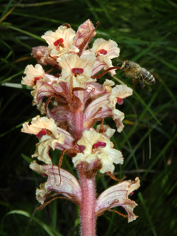 záraza biela väčšia Orobanche alba subsp. major (Čelak.) Zázvorka