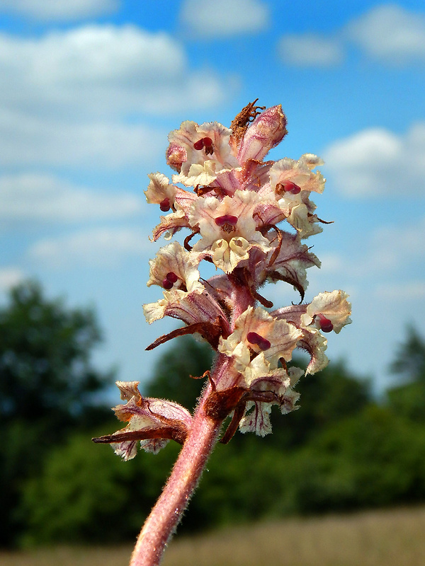 záraza biela väčšia Orobanche alba subsp. major (Čelak.) Zázvorka