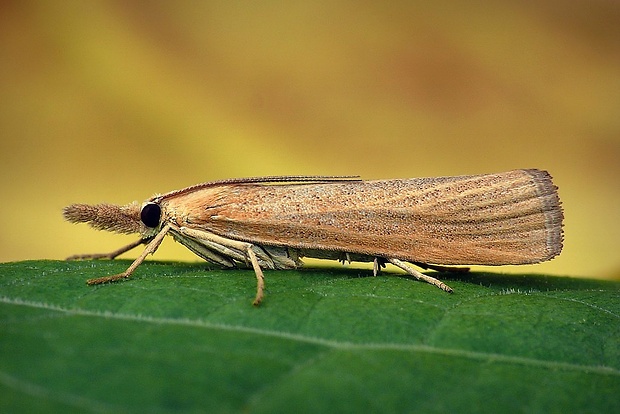 trávovec hlinožltý (sk) / travařík (cz) Pediasia luteella (Denis & Schiffermüller, 1775)