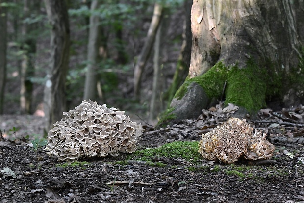 trúdnik klobúčkatý Polyporus umbellatus (Pers.) Fr.