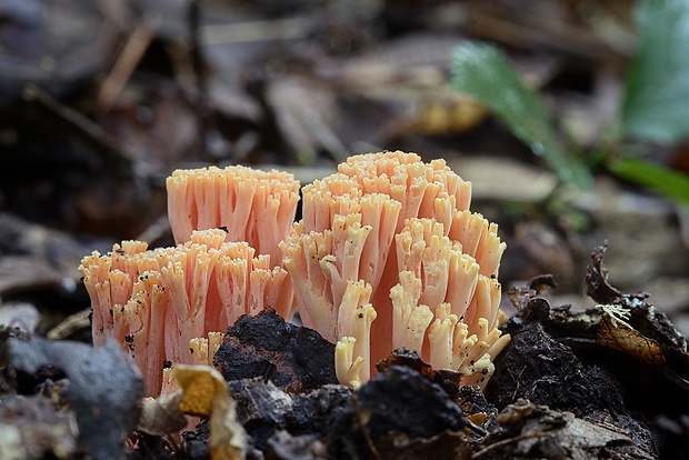 strapačka lososovoružová Ramaria subbotrytis (Coker) Corner