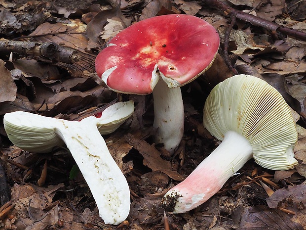 plávka úhľadná Russula rosea Pers.