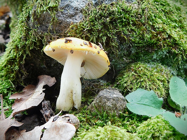 plávka Russula sp.