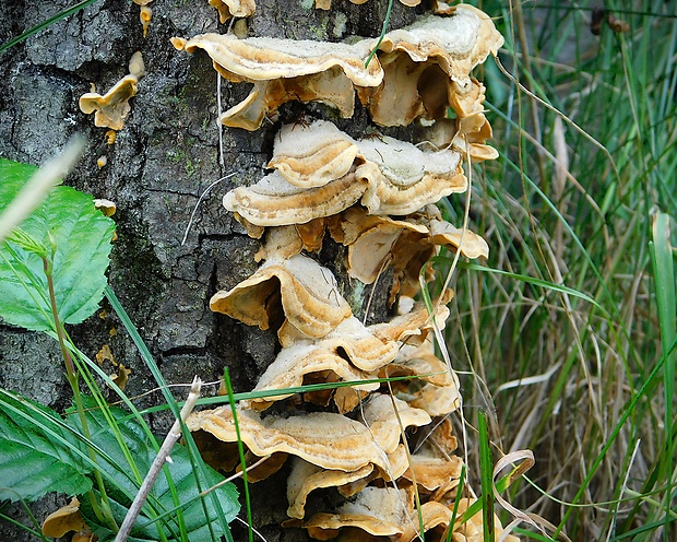 pevník Stereum sp.