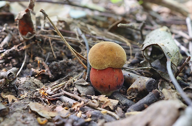 hríb zrnitohlúbikový Sutorius luridiformis (Rostk.) G. Wu & Zhu L. Yang